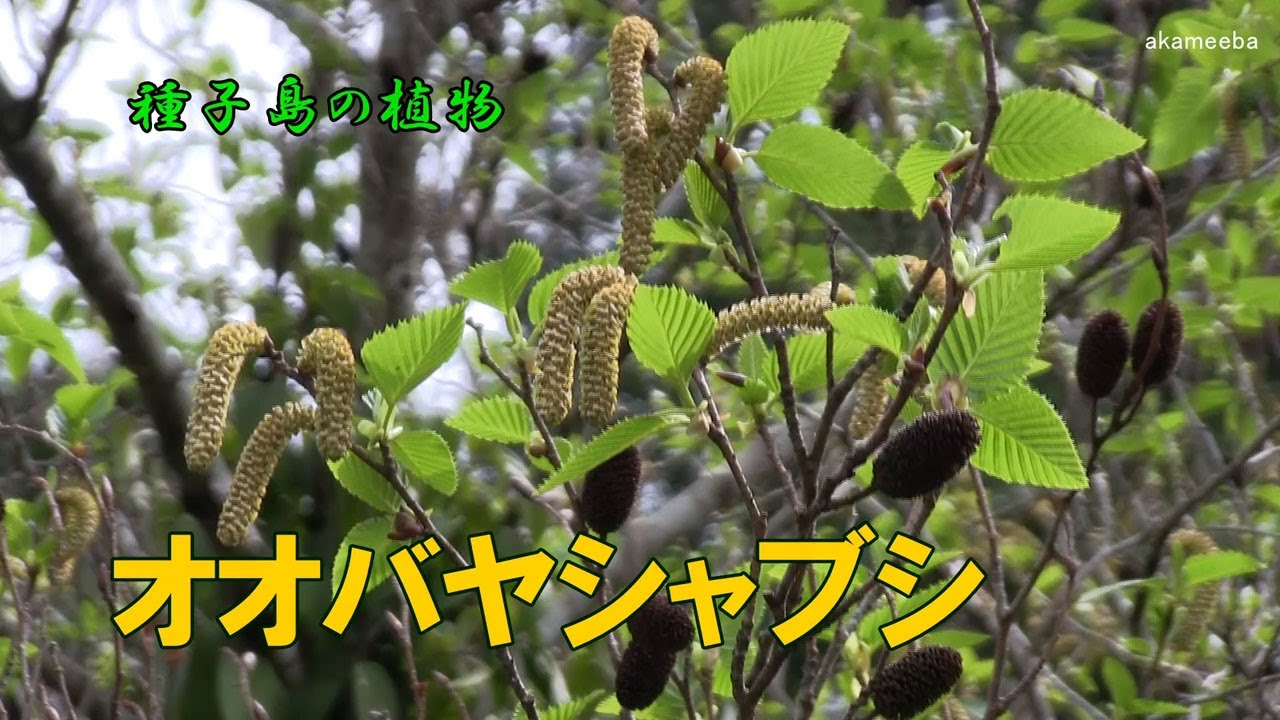 オオバヤシャブシ 初春のころ小枝に穂状花序を出し黄緑色の花を咲かせた開花 果実風景令和4年 種子島の植物 Youtube