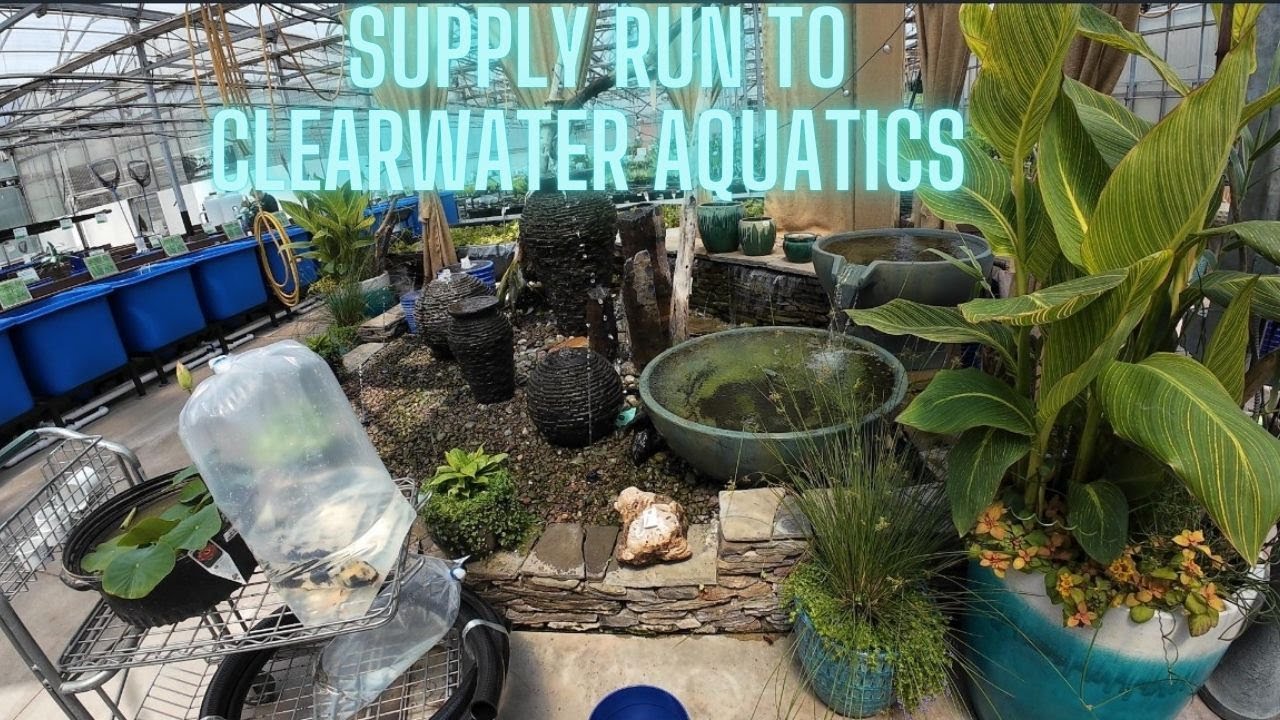 Visit to Clearwater Aquatics for Pond Stuff