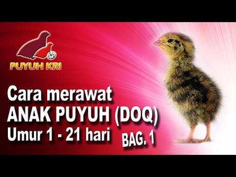 CARA MERAWAT ANAK PUYUH (DOQ) UMUR 1-21 HARI BAG.1 (bagi pemula)