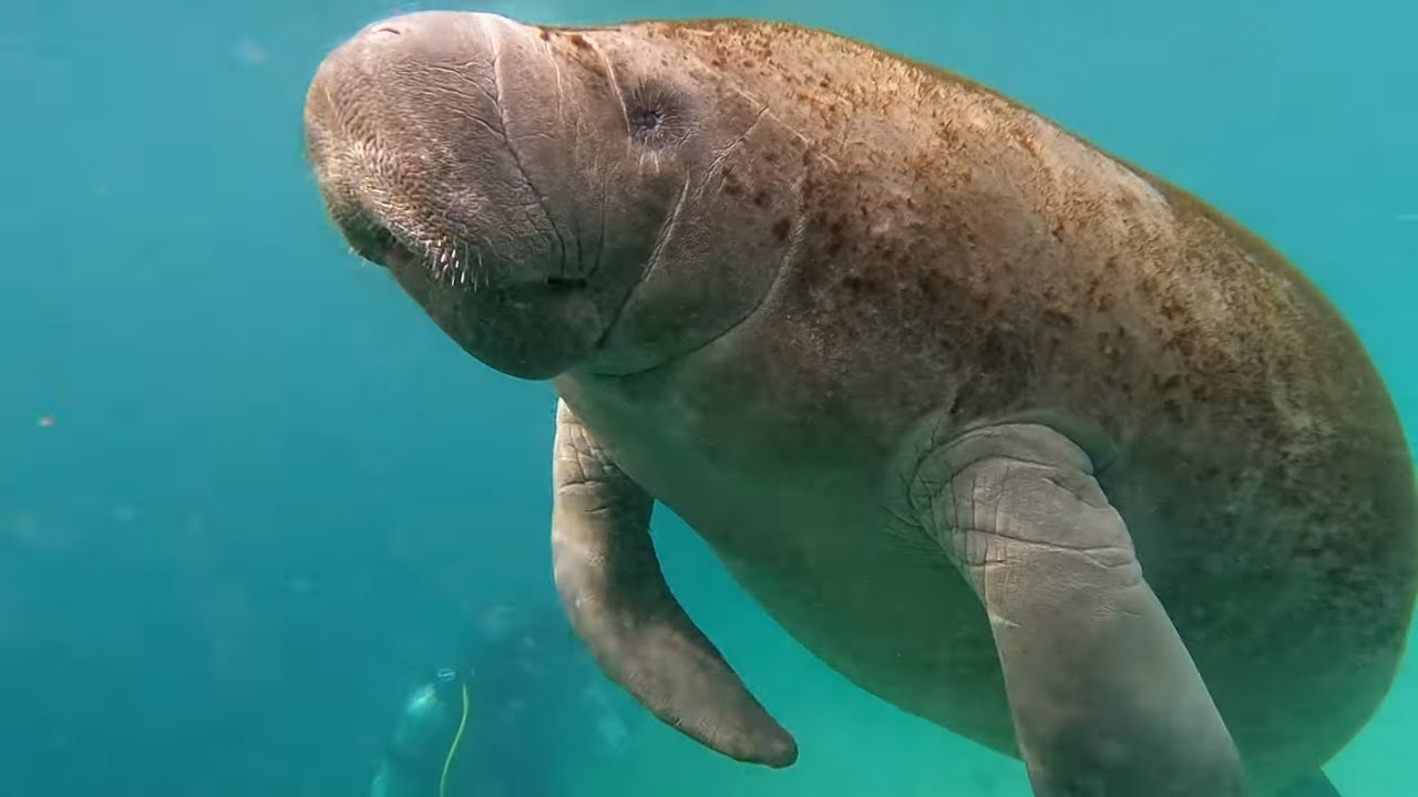 Swim with the manatees - Devil's Den, Florida