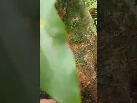 Video cây mai vàng - youtube