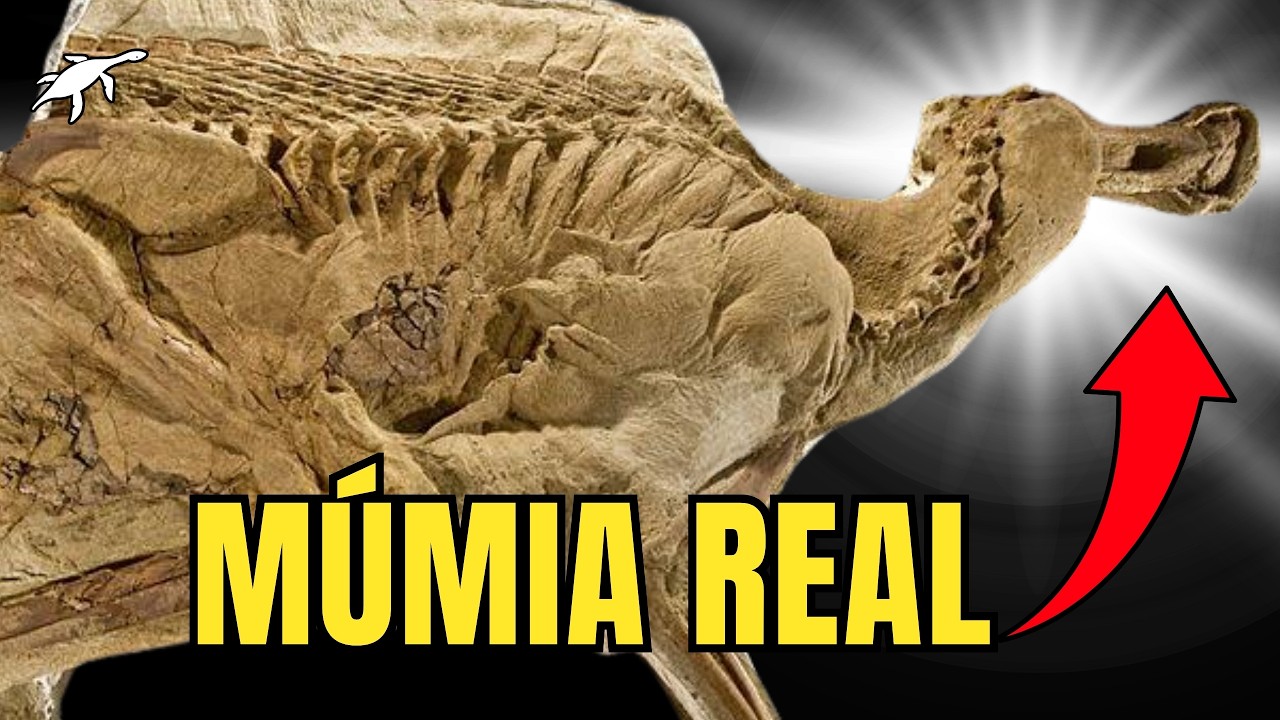 Os mais INCRÍVEIS FÓSSEIS de DINOSSAUROS do MUNDO!