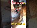 are yah Kahan Se aaya mere room mein? #cat #tiger #viral