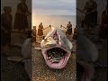 rescue baby fish from giant fish #funny #animals #shorts