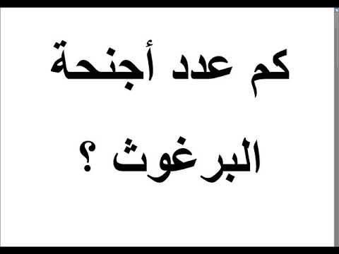 كم عدد الأجنحة التي يمتلكها البرغوث؟