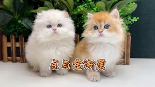 养猫有时候不能太贪啊