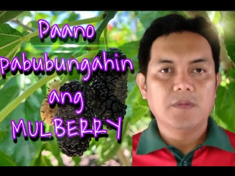 Paano pabungahin ang mulberry