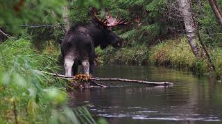 VUOSI SUOMEN LUONNOSTA. A Year of Finnish Nature (English subtitles) VUOSI SUOMEN LUONNOSTA. A Year of Finnish Nature (English subtitles)
