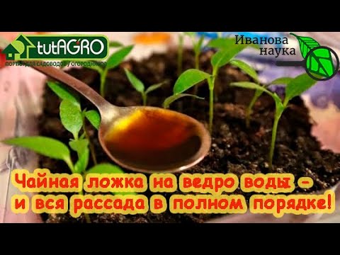 1 ложка на ведро воды - и вся рассада в полном порядке! Уникальный способ подкормки всех растений!