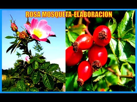 Video: Variedades De Rosa Mosqueta
