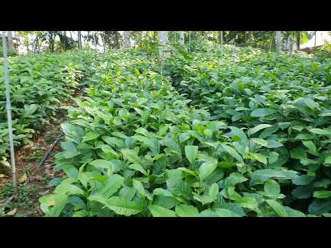 Video Sự Thật Về Hạt Dổi Chua Ai Chia Sẻ - youtube