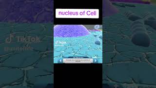 nucleus of cell