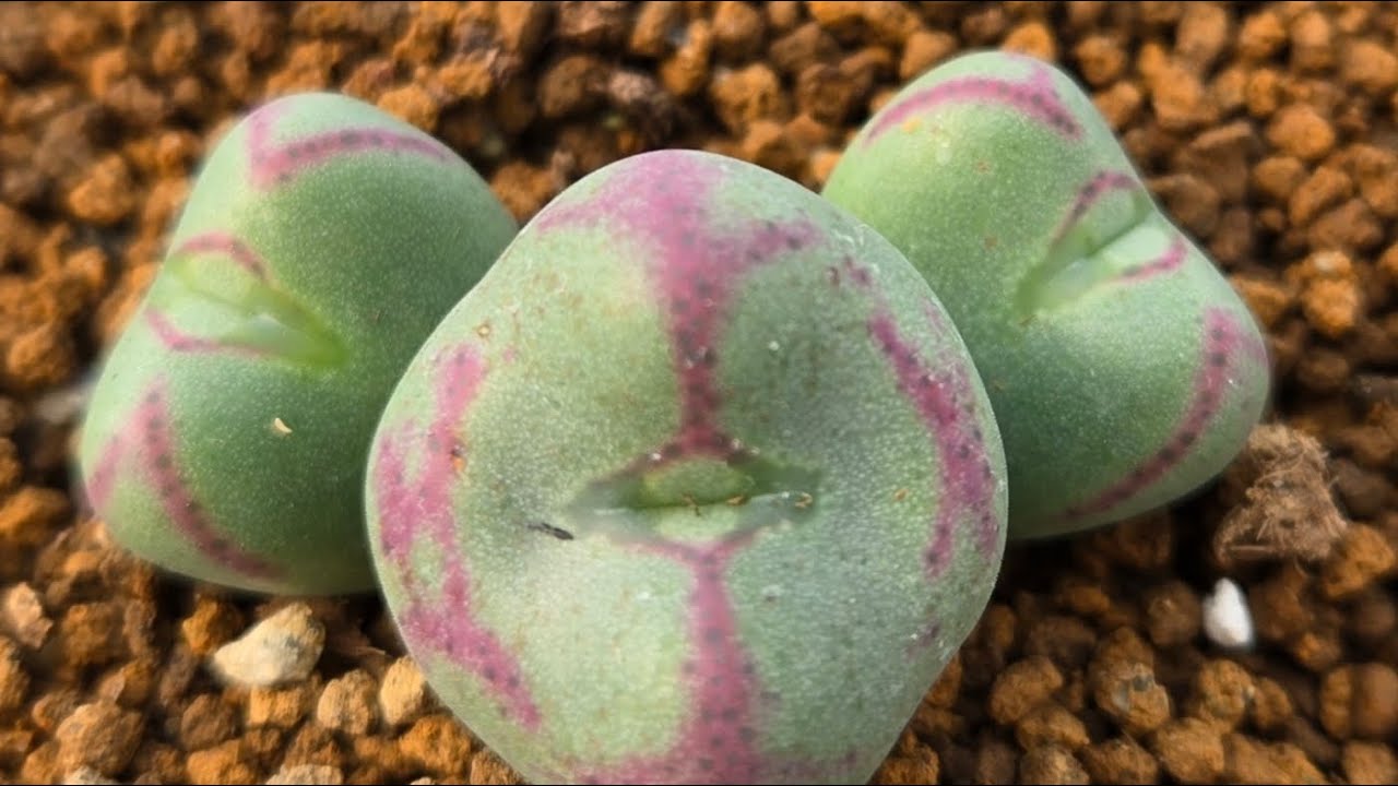 꽃다육코노2026.2.25 일산농장왔어요  어서들오세요  #리갈 #상아철화 #다육농장 #짱짱한다육이 # 코노피튬 #빌로붐 #교배종 #브르게리 #실생