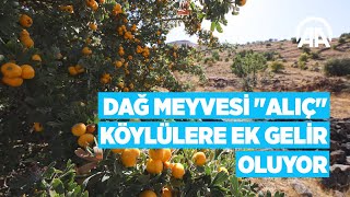 Dağ Meyvesi Alıç Köylülere Ek Gelir Oluyor