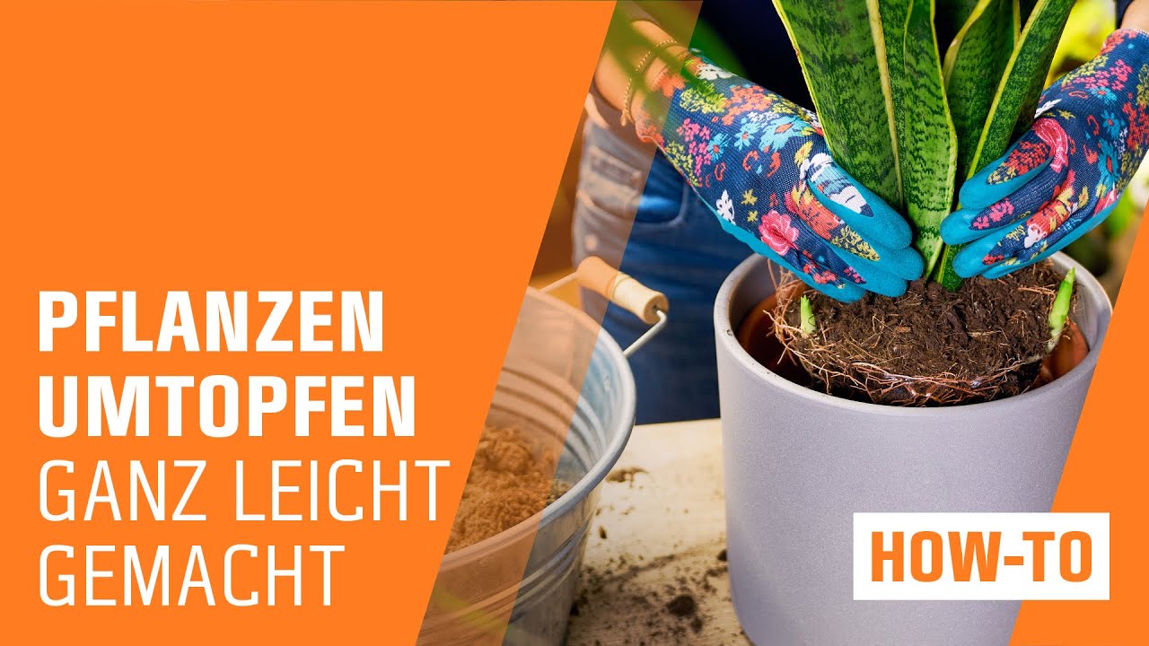 Zimmerpflanzen umtopfen  Schritt fr Schritt | OBI