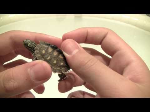 Yellow Blotched Sawback Map Turtle (EXTREMELY RARE)