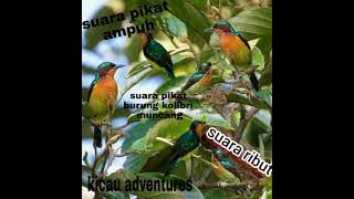 suara pikat burung kolibri wulung / muncang #suarapikat #burungkolibri #kolibrimuncang #suarakolibri