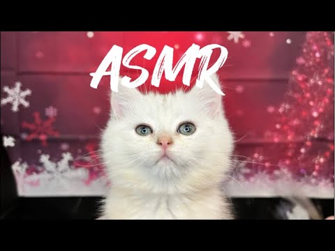 АСМР МУРАШКИ / кайф для ушей и мозга/ ASMR STREAM