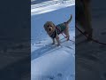 Encore, Linkin Park. Brownie. #dogs #funny