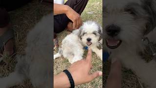 Mera billu 🐱 #shorts #video #dog #love