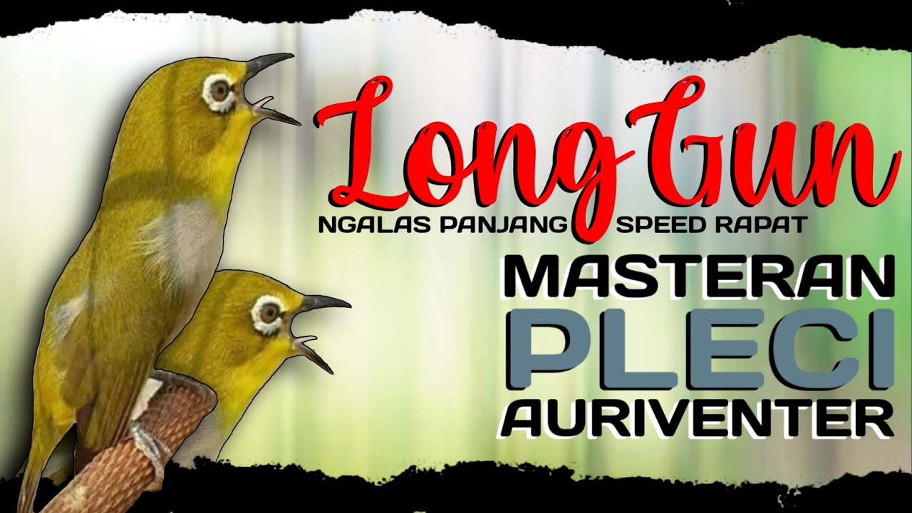 MASTERAN PLECI AURIVENTER NGALAS PANJANG SPEED RAPAT - LONG GUN -