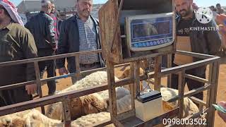 جوله جديده في اسواق ادلب معره مصرين 8\5\2026 اسعار الاضاحي وغنم الجنيه والخراف السرحيه ولاعلاف 