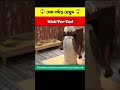 ইঁদুরটি কি পারবে এই ভুতুড়ে ঘর থেকে বেরোতে 😱 #shorts
