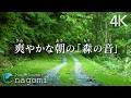 【自然音/森の音】爽やかな朝［鳥のさえずり］新緑のウグイスとキツツキ｜癒し・リラックス・勉強・集中・読書・睡眠｜自然音ASMR