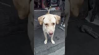 Labrador dog  barking#short