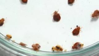 Cooper Pest Solutions Bed Bug Service