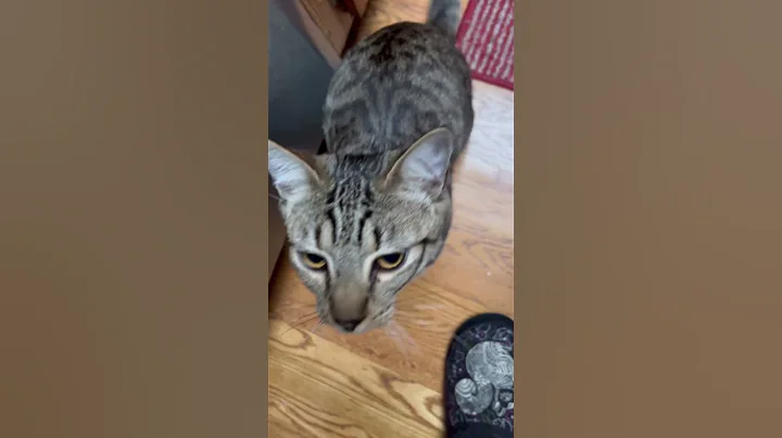 Video 5375221: tabby point siamese, flame point siamese, cat meowing