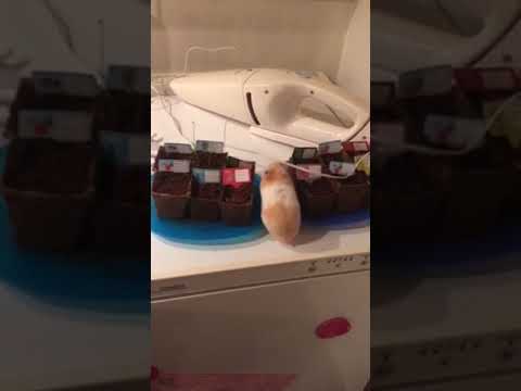Video: Waarom Piept De Hamster?
