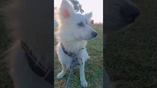 Pomeranian dog 🐶 Subscribers 😭😭 YouTube channel subscribe