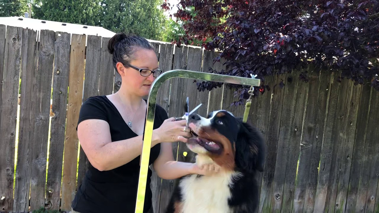 Dog Grooming Trim your Berner Puppy Fro (fuzzy ear hair) for the first