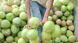 ডাবের ব্যবসা আইডিয়া লক্ষীপুর থেকে পাইকারি ডাব কিনে ব্যবসা করুন সারাদেশে কম দামে নিতে পারেন