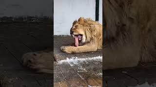 Lion Shiraz #shortvideo  #animal #карендаллакян