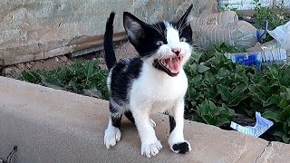 rescue&caring a beautiful stray tinykitten abandoned in street by miserability by ANIMAL TUBE 2,675 views 4 months ago 11 minutes, 16 seconds