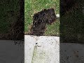 Dog landscaping