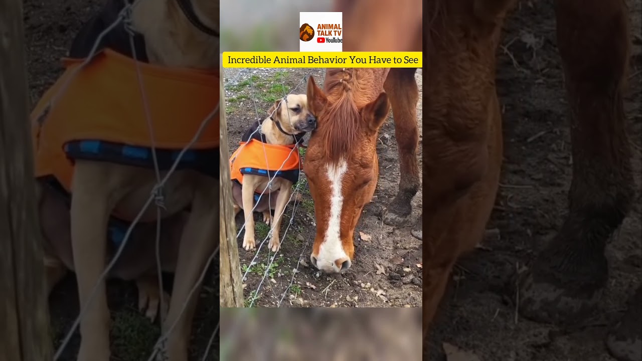 Incredible Animal Behavior You Have to See