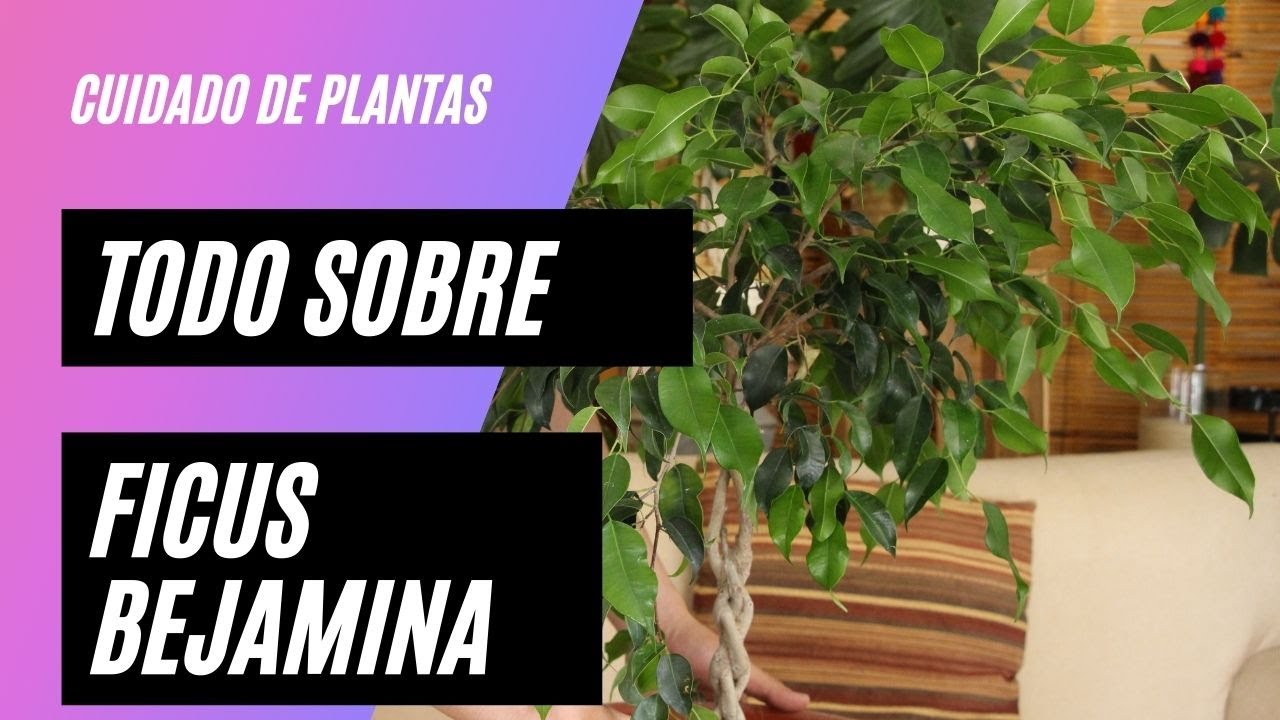 Ficus Benjamina cuidados, riego y abono - Laurel de la India