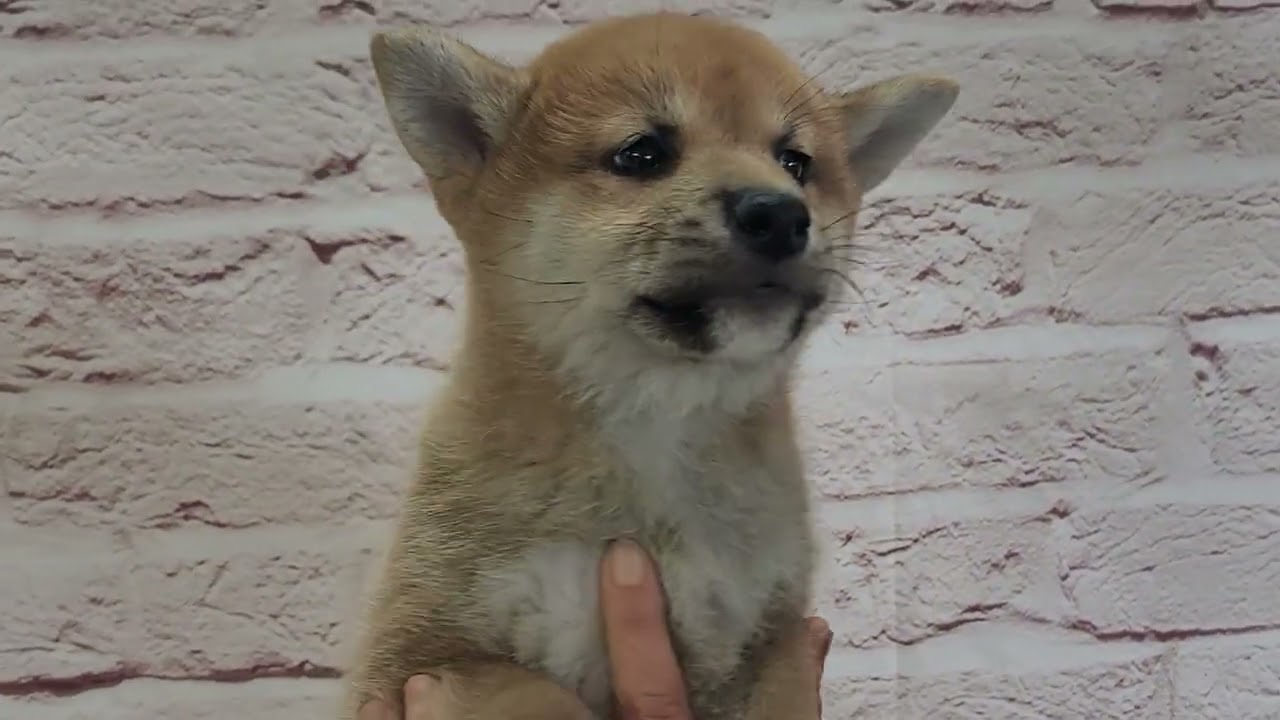 柴犬 ♂A 251206生 260129撮影 - YouTube