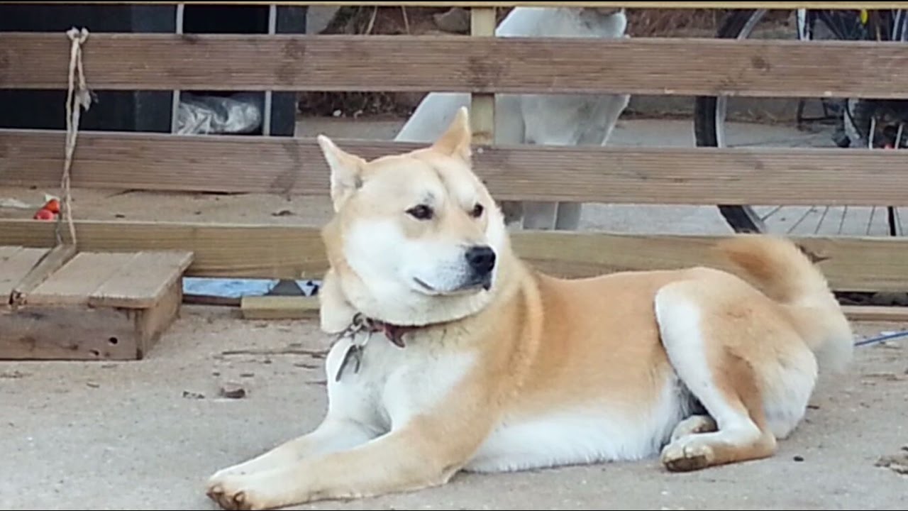 A husband dog, keeps his wife in estrus puppy paradise