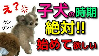 【子犬 しつけ】早く始めるとこれだけ違います！これから吠えたり噛んだりしない為に子犬の時期に絶対始めて欲しいこと！新遠藤エマチャンネル【犬のしつけ＠横浜】