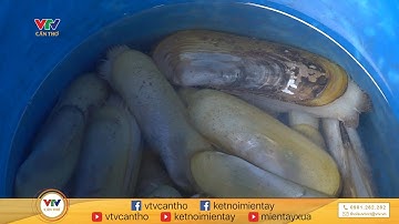 Ngụp lặn nghề săn ốc móng tay chúa | VTV CẦN THƠ