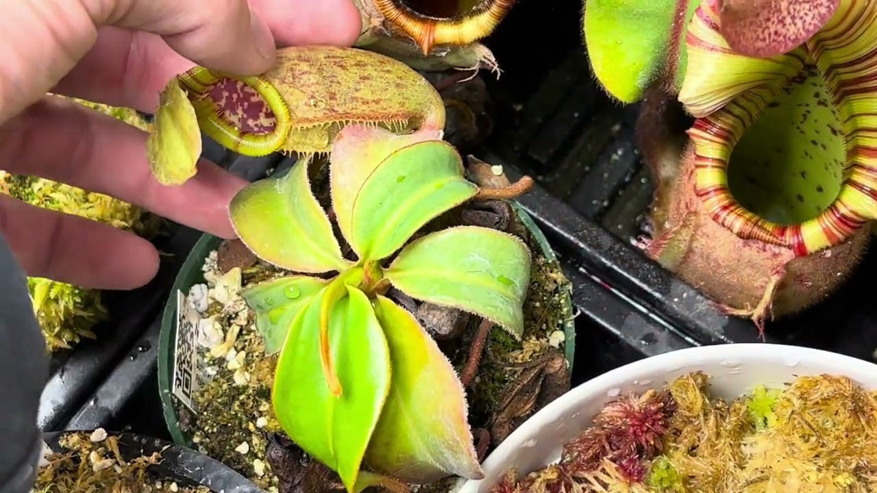 Highland Nepenthes Greenhouse tour may 2025