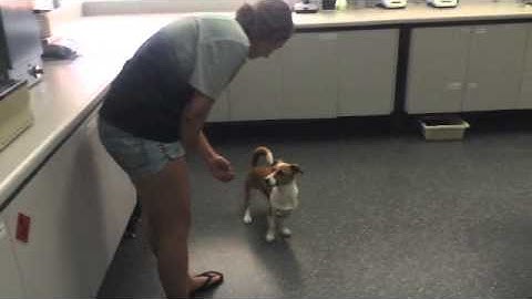 introducing the clicker as a conditioned reinforcer