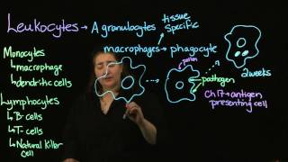 Agranulocytes part 1 Wealth