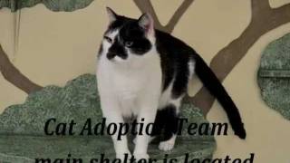 Tualatin Petco Adoption Center opens!