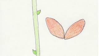 Petal Flies Away - Animated GIF