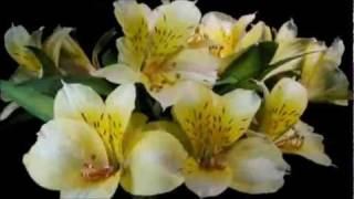 The JaneDear Girls ~ Wildflower